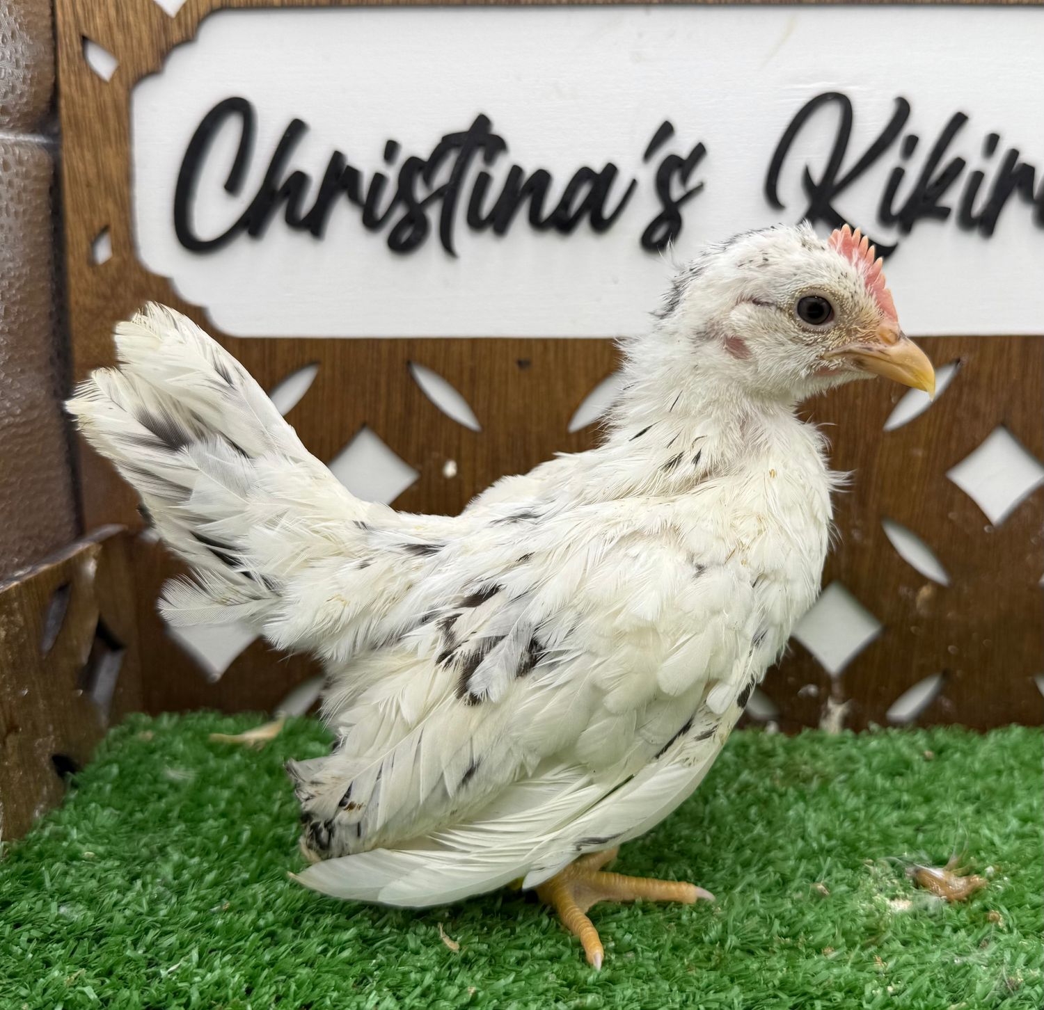 Cockerel