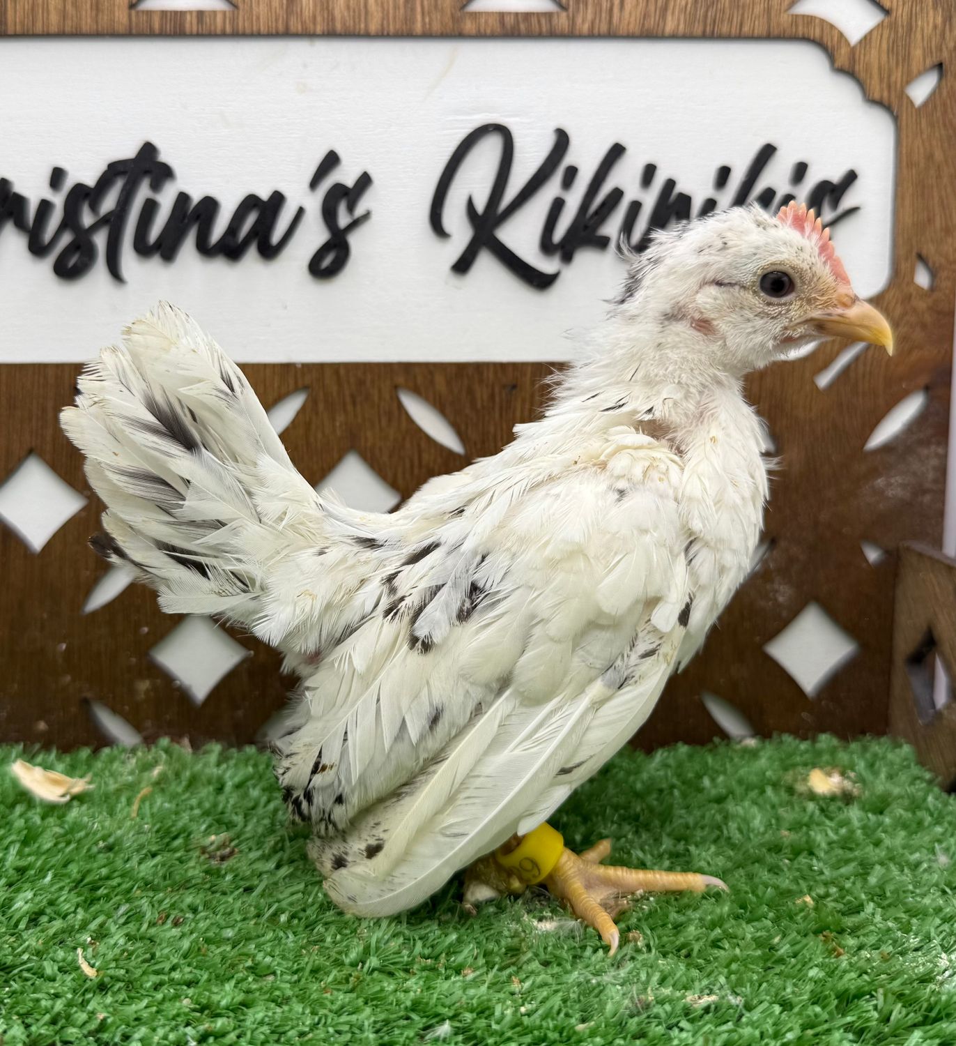 Cockerel