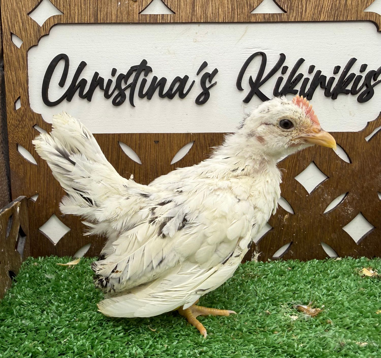 Cockerel