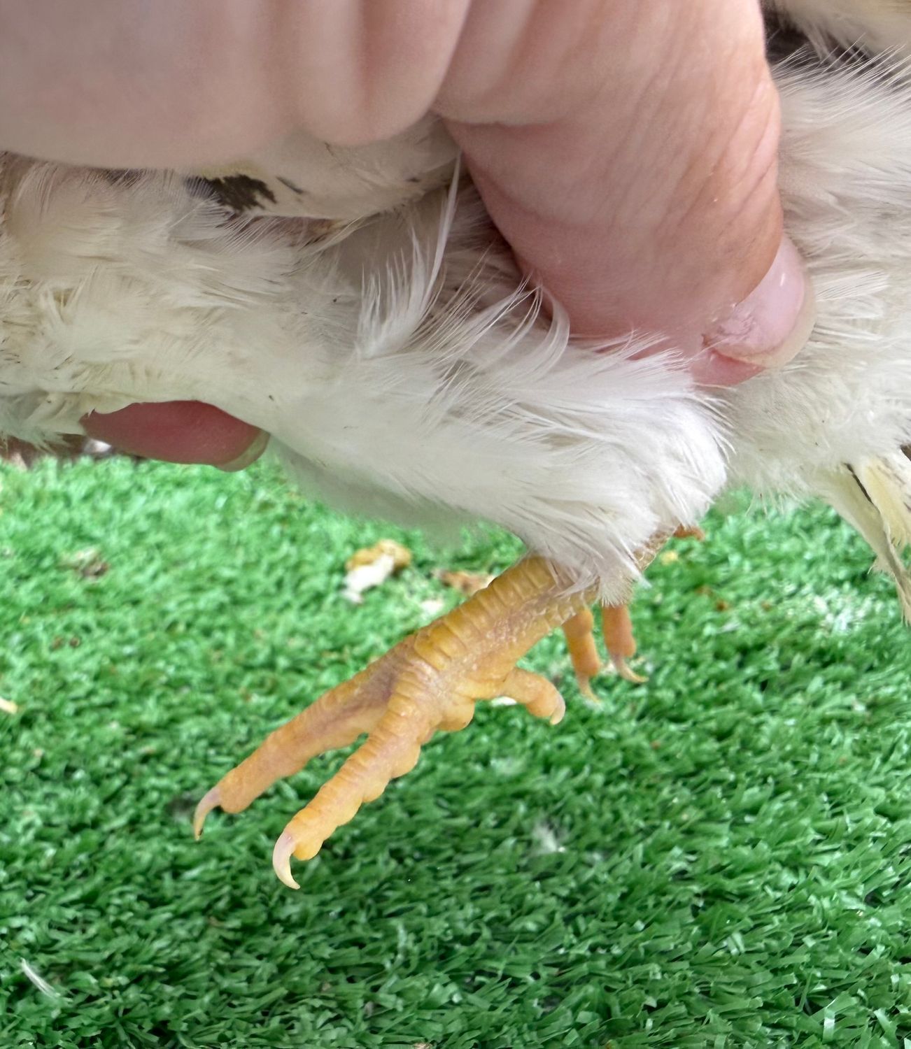 Cockerel