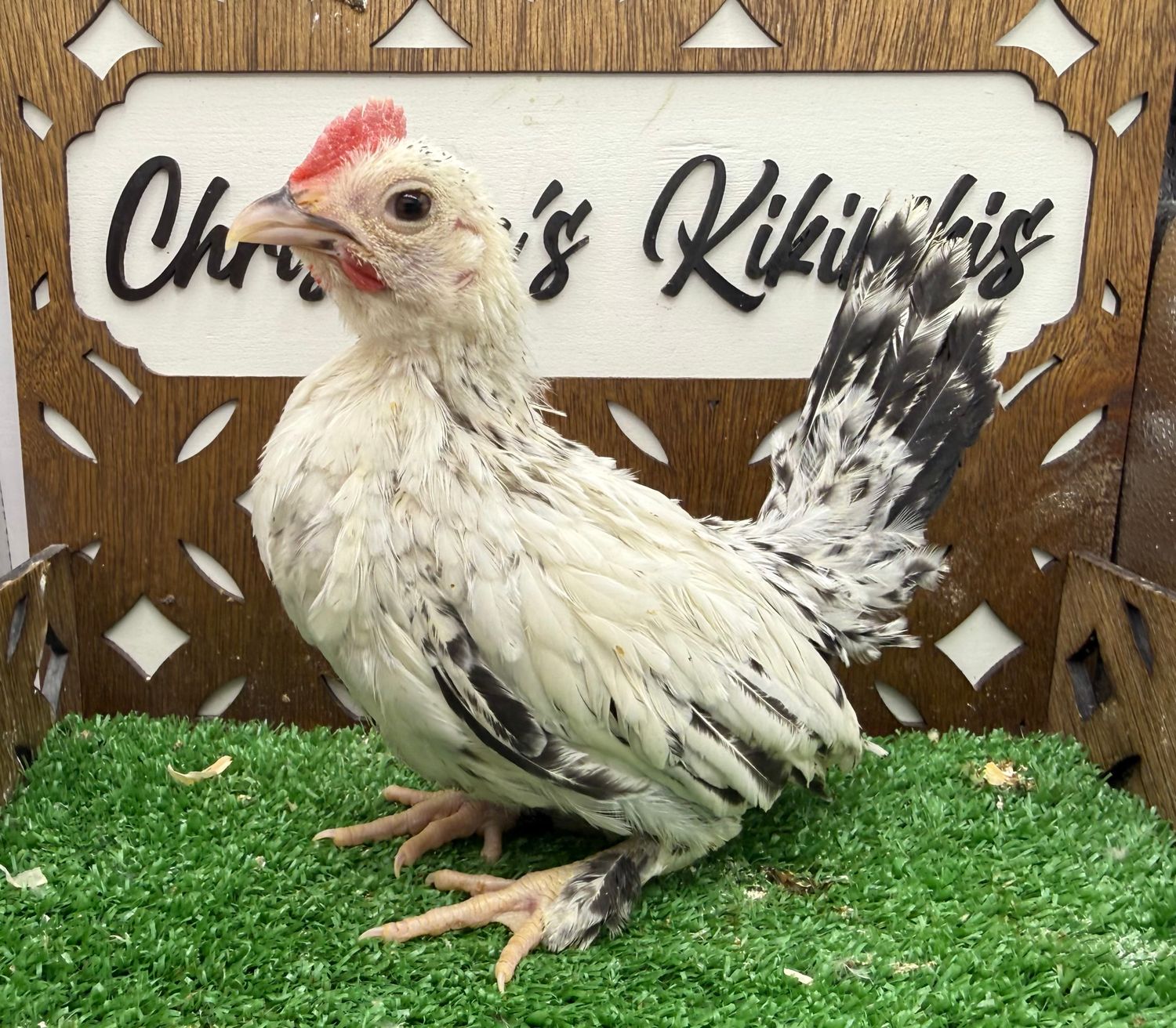 Cockerel