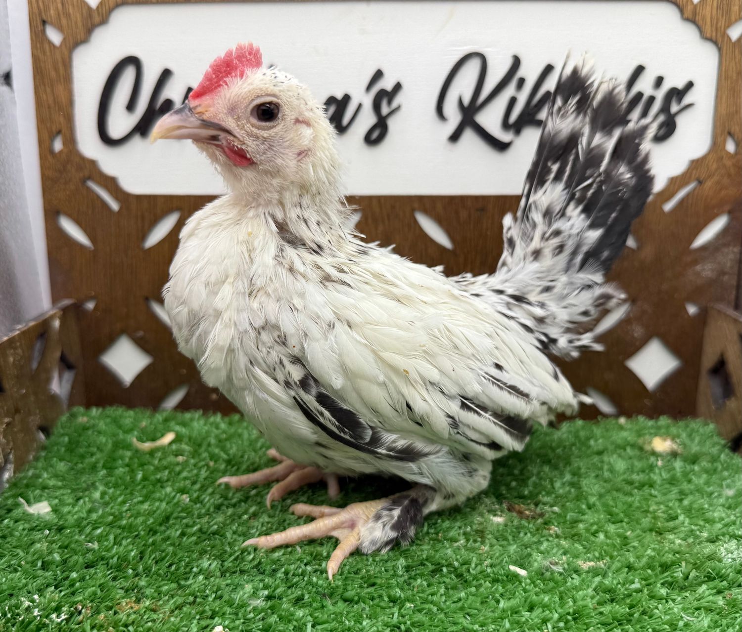 Cockerel