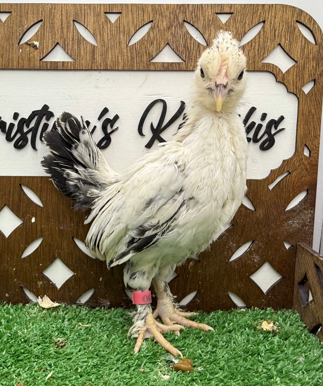 Possible Pullet