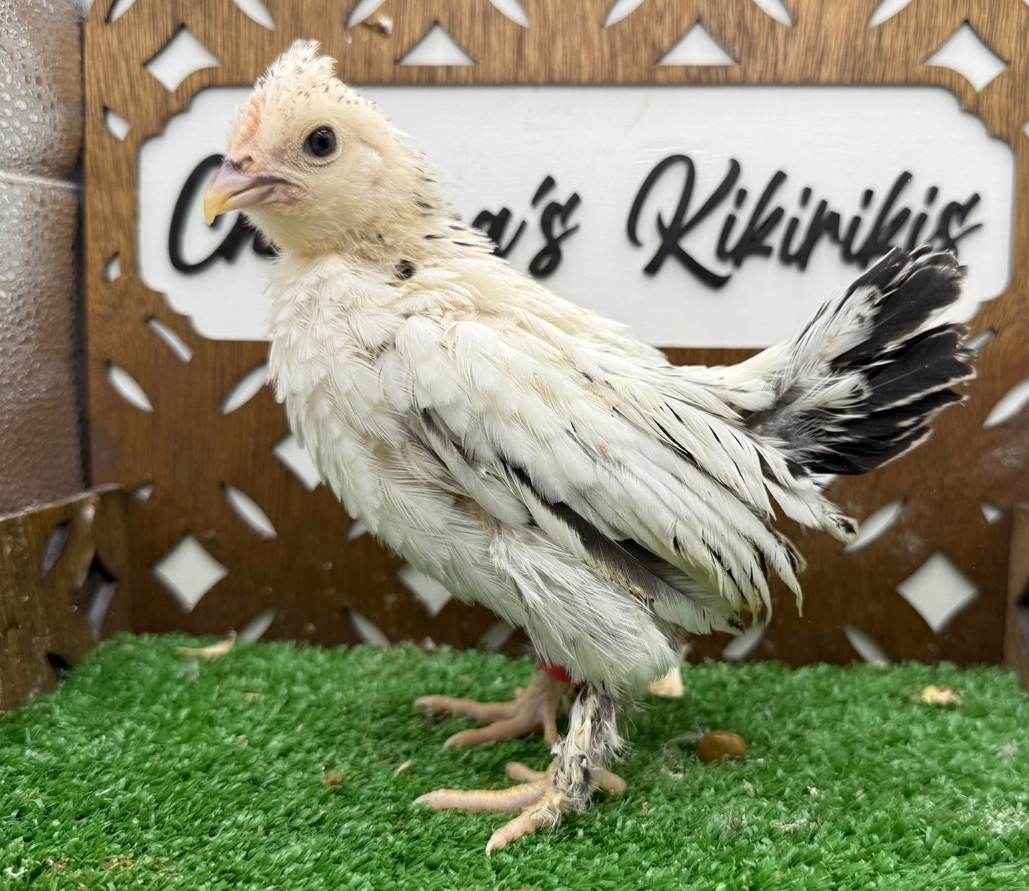 Possible Pullet