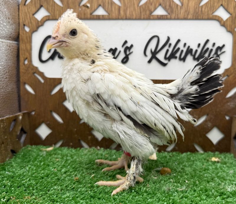 Possible Pullet