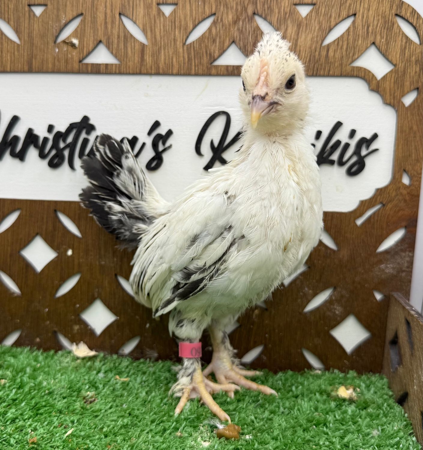 Possible Pullet