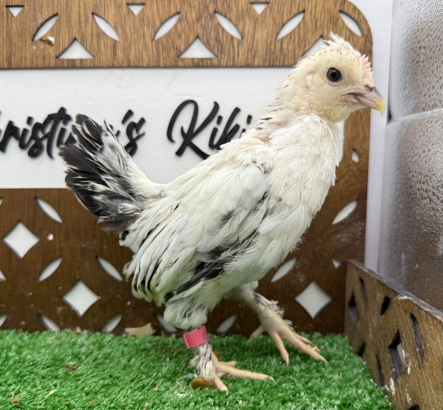 Possible Pullet