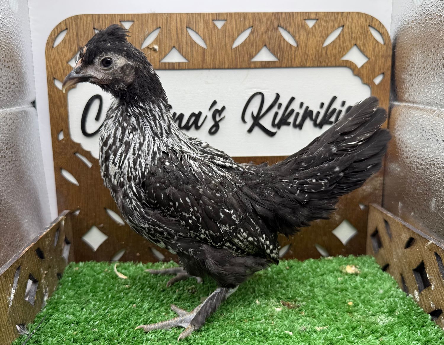 Possible Pullet