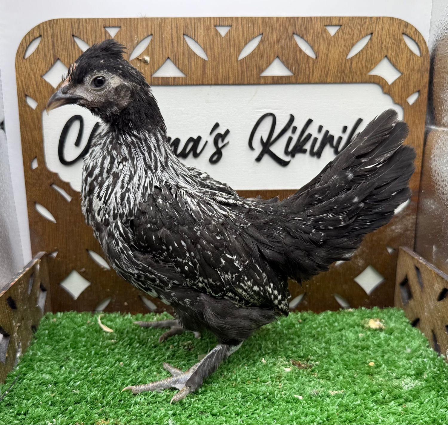 Possible Pullet