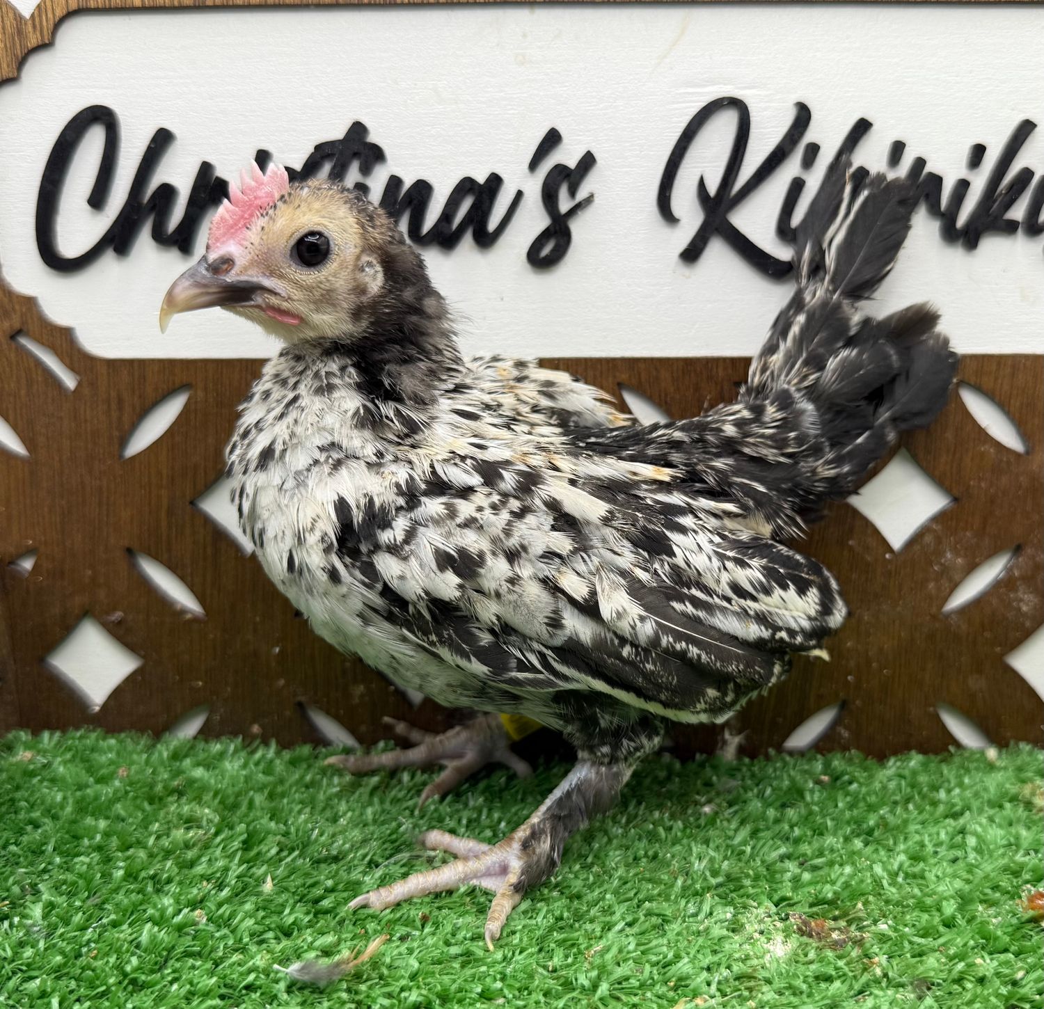 Cockerel