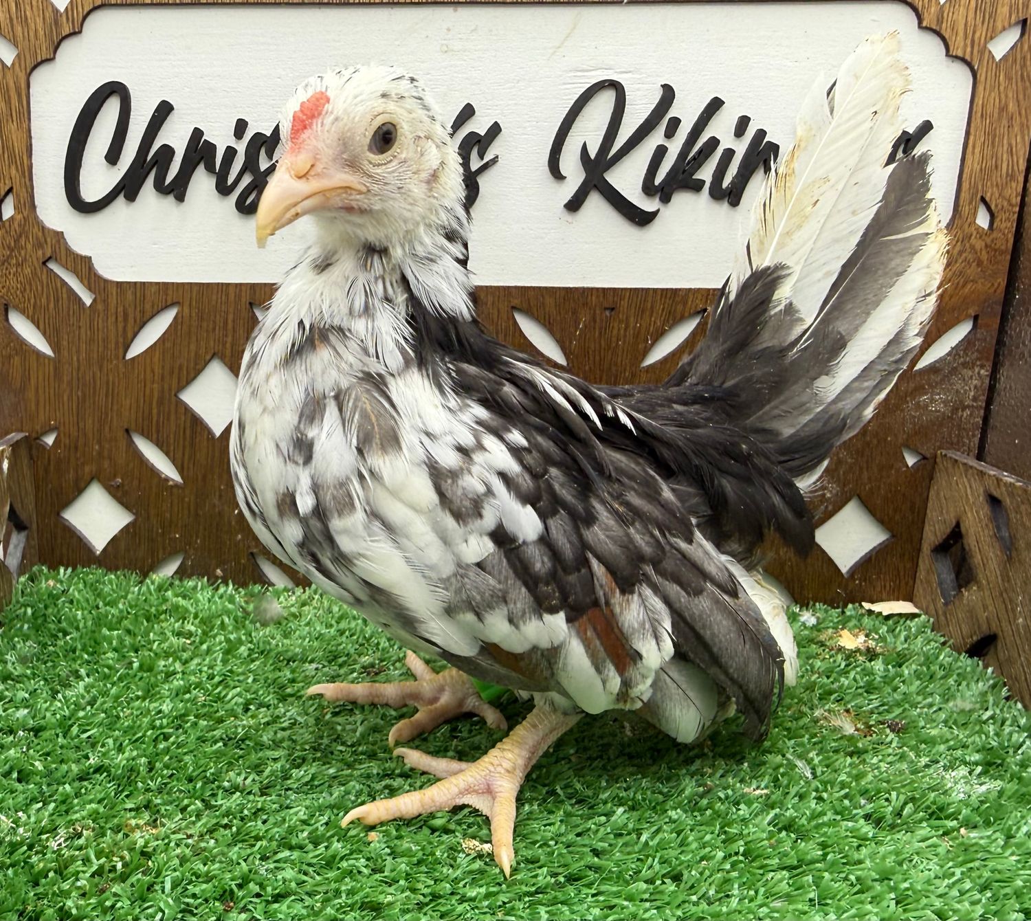 Cockerel