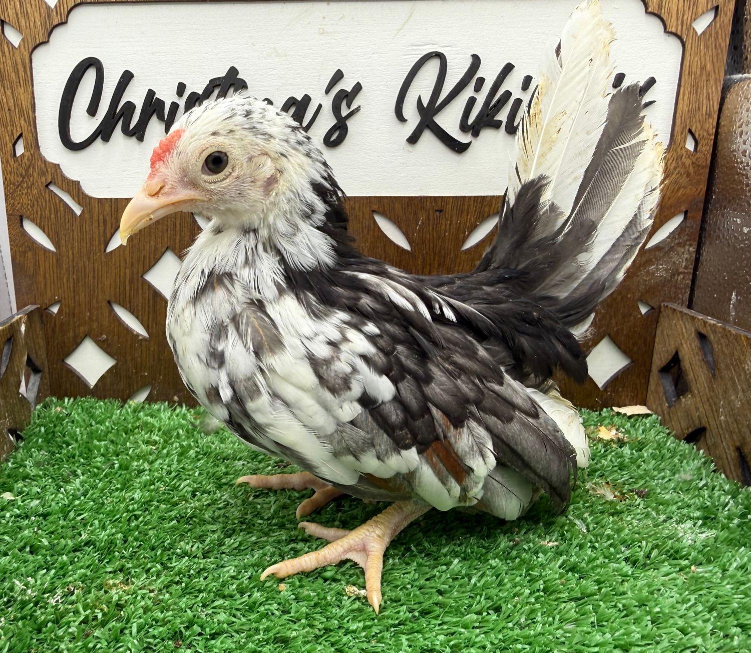 Cockerel