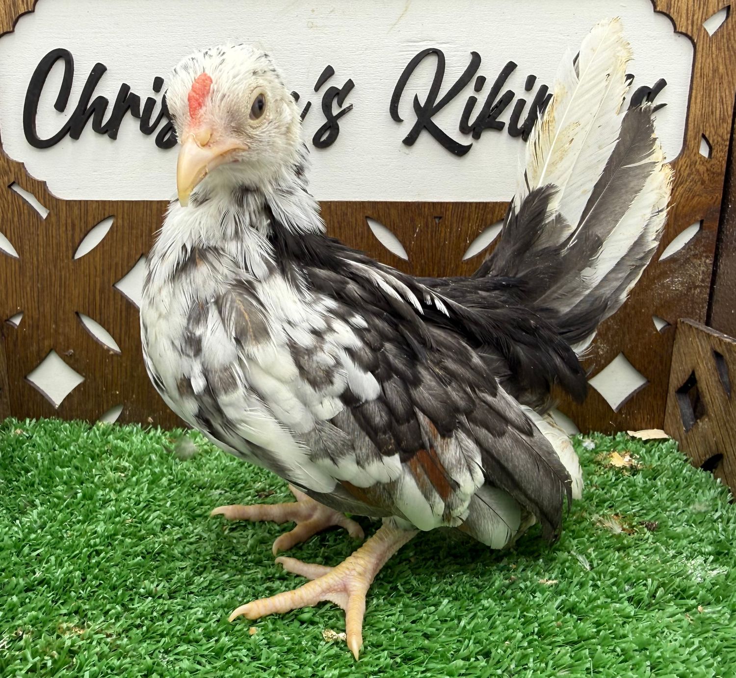 Cockerel