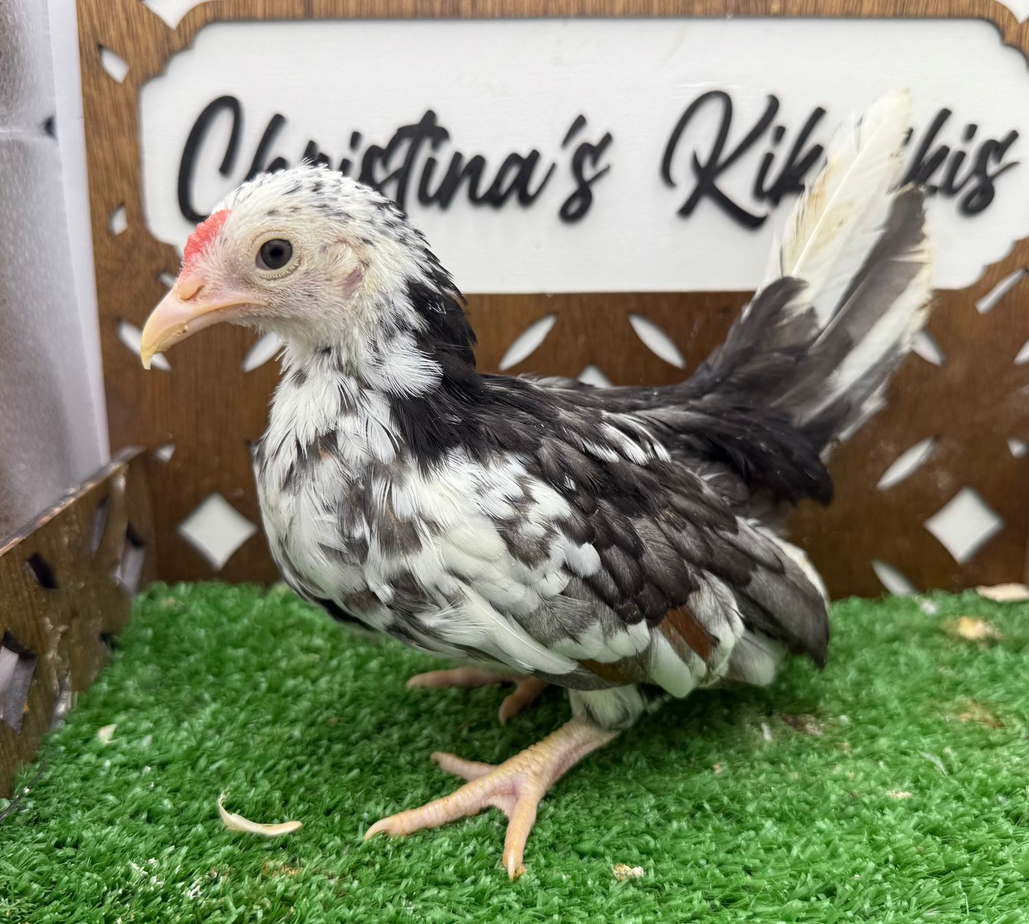 Cockerel