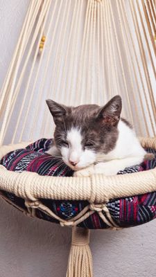 Boho Hanging Pet Hammock with Cushion