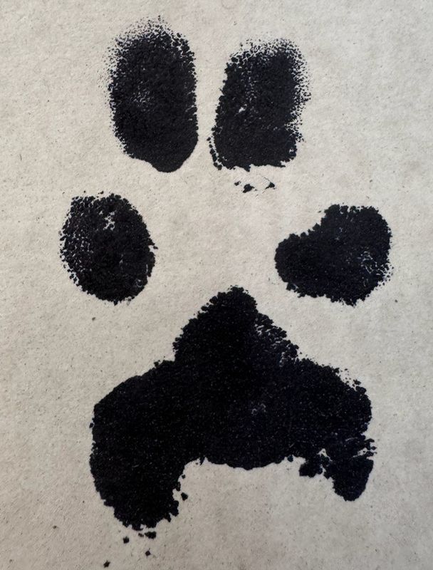 Ink Paw Print - CALL TO PLACE ORDER