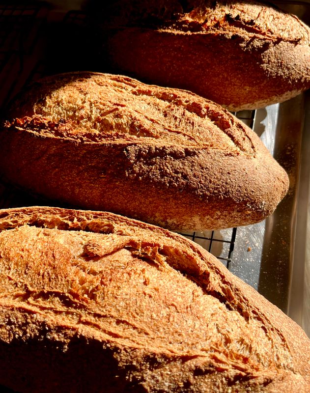 Crusty Farm Loaf (Dunbarton (P/U)