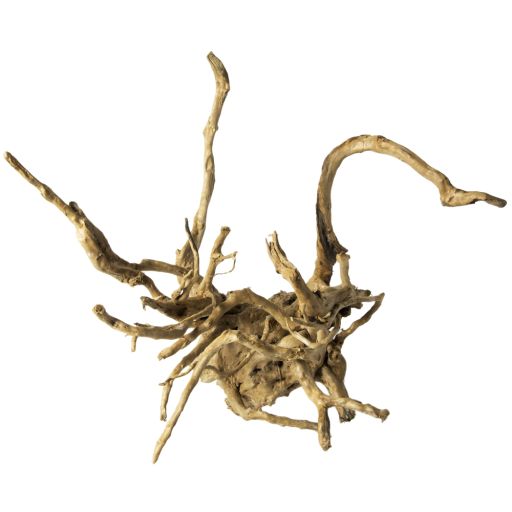 Galapagos Spider Wood  Natural  12 - 24
