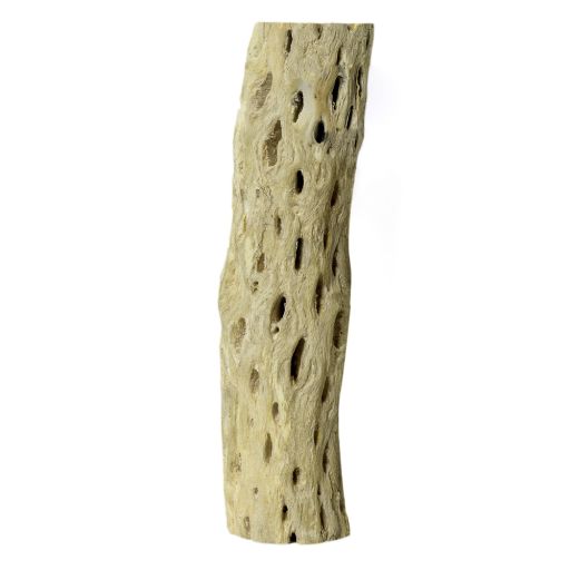 Galapagos Cactus Skeleton Cholla Wood  Brown  1 Each/12 in