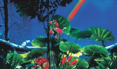 Penn-Plax Cactus Garden/Rainforest Aqaurium Background Decor