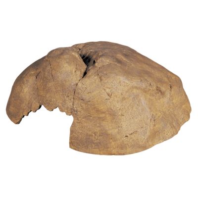 Hagen Exo-Terra Exo Terra Reptile Cave: Extra Large - (10”L X 11”