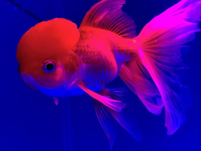 Assorted Oranda Goldfish