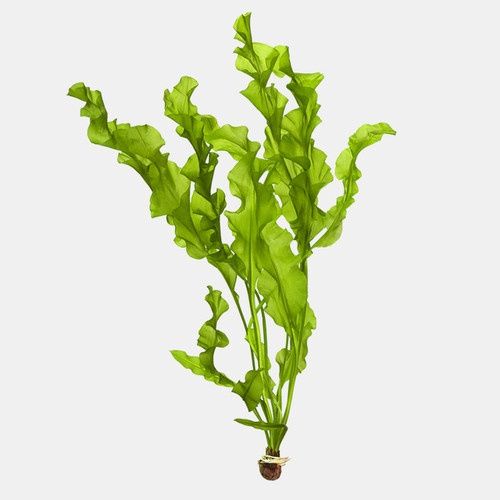 Aponogeton Ulvaceous