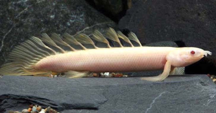 Albino Dinosaur Eel