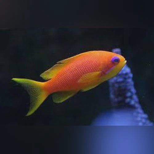 Blue Eye Lyretail Anthias Female