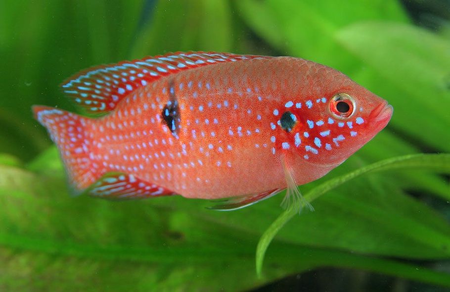 Jewel Cichlid - Small