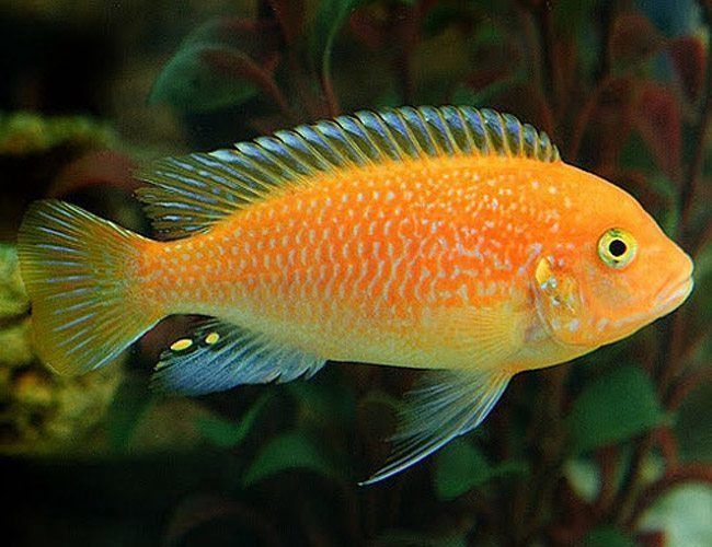 Red Zebra Cichlid - Large