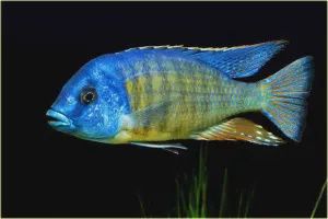 Hap &amp; Peacock Cichlid - Large