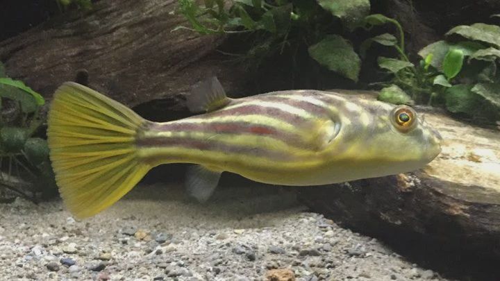 Fahaka Puffer Fish 8"-8.5"