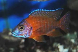 HAP &amp; Peacock Cichlid - Small
