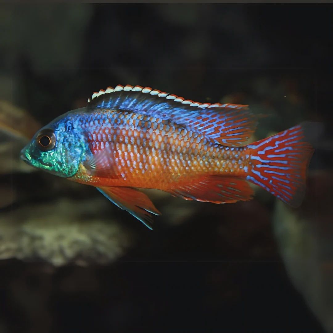 Jewel Cichlid - Medium