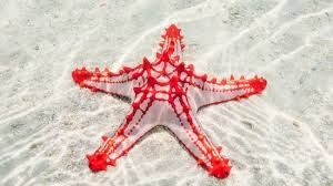 African Red Starfish