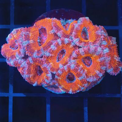 $200 Coral Colony
