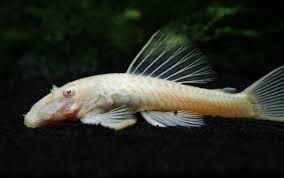 Albino Bushynose Pleco