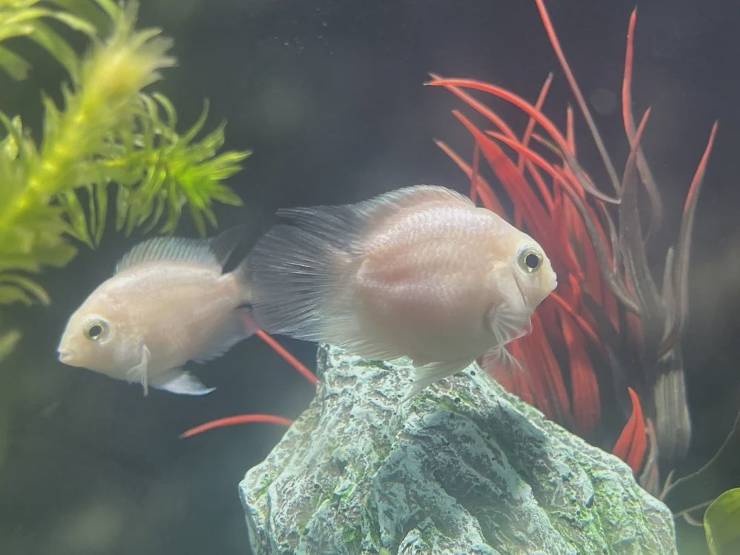 Snow White / Parrot Cichlid Small