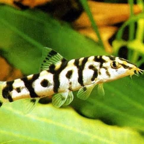 Yo-yo Loach Small