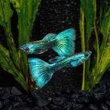 Moscow Blue Green Guppy