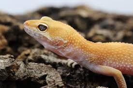 Albino Leopard Gecko Female