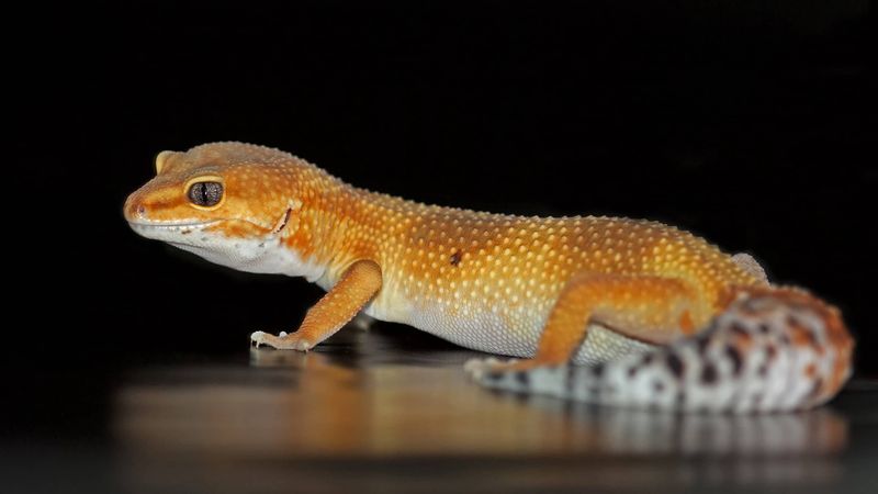 Tangerine Leopard Gecko Male