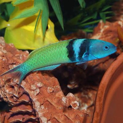 Blue Head Wrasse