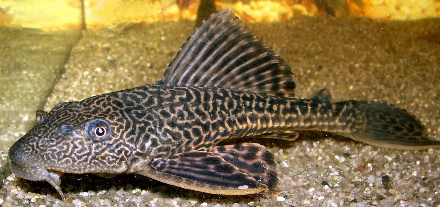 Assorted Pleco