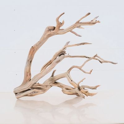 Manzanita Driftwood