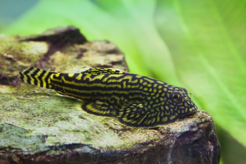 Hillstream Loach