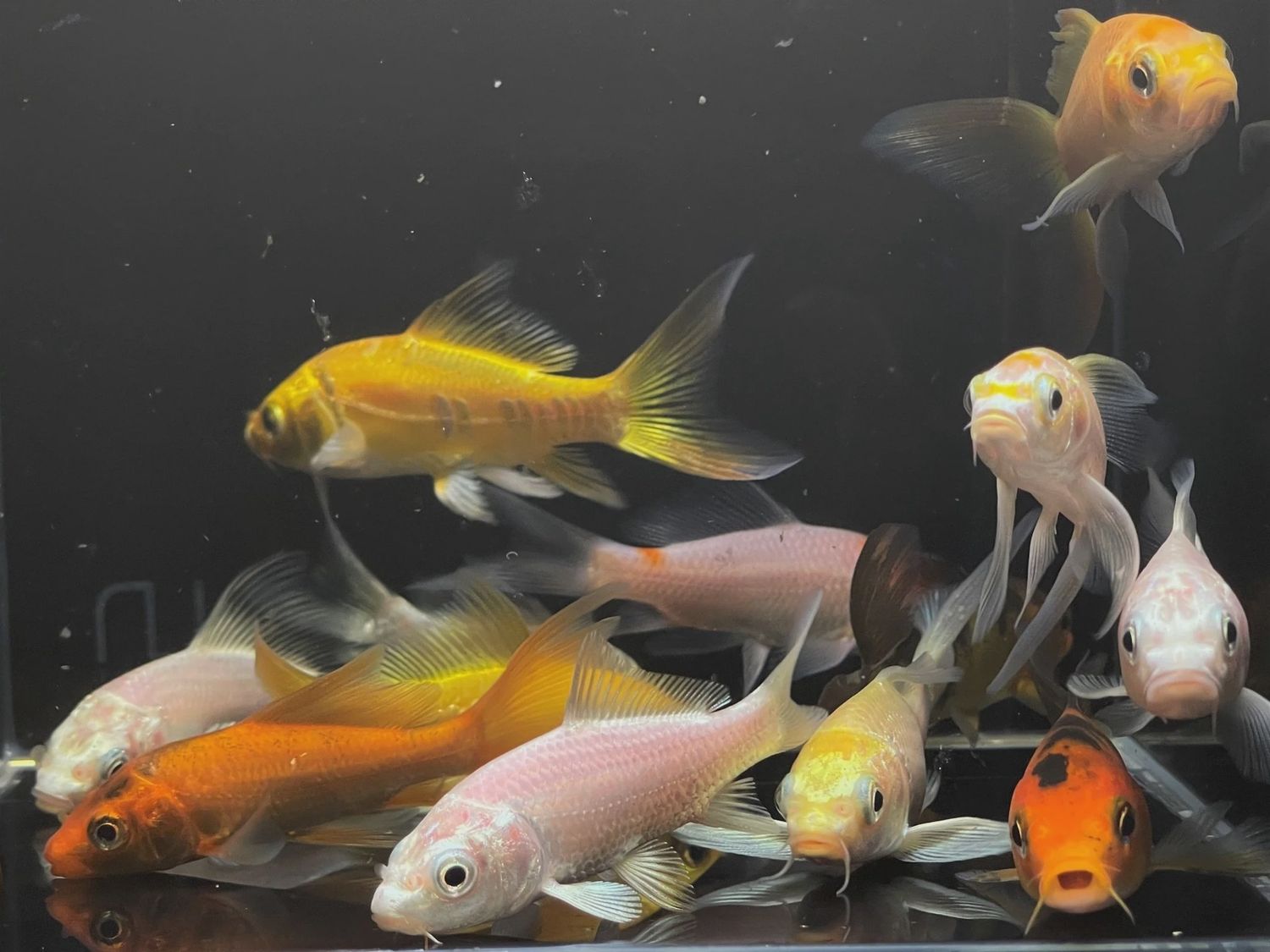 Koi Domestic Sm/Med 2"-3"