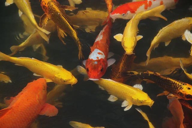 Koi Domestic Med/Large 4.5"-6"