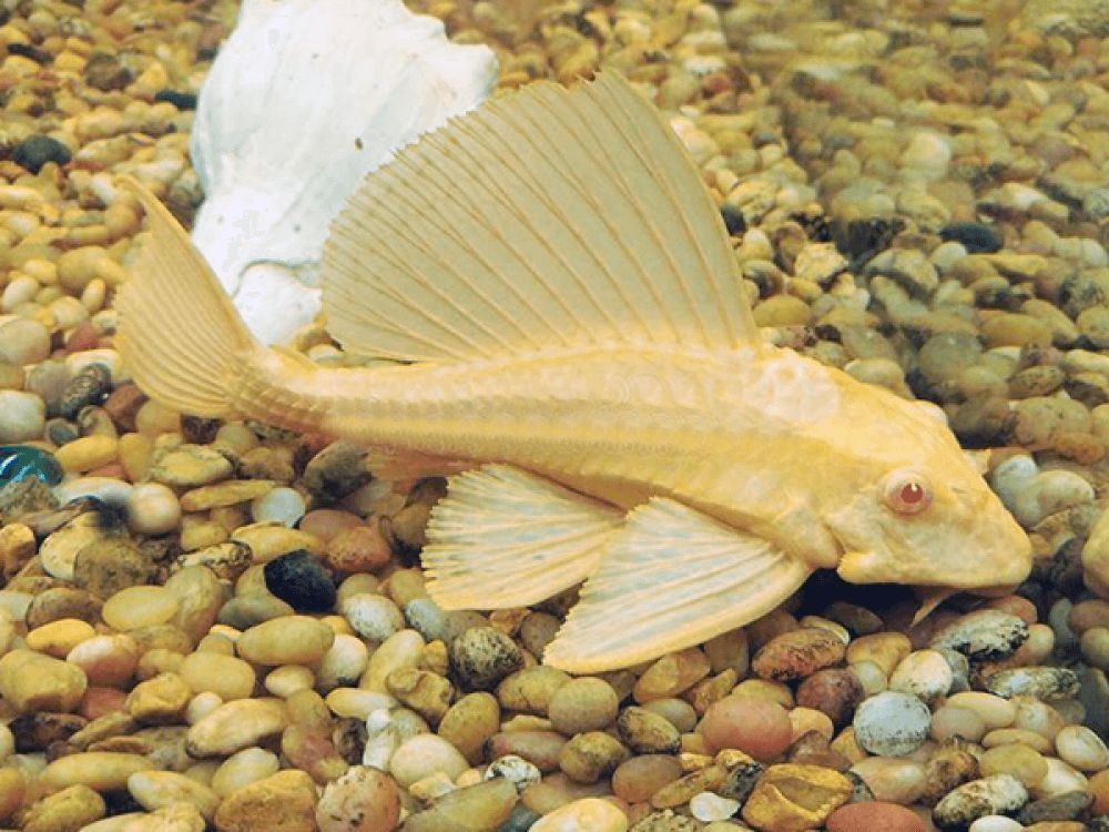 Albino Sailfin Pleco